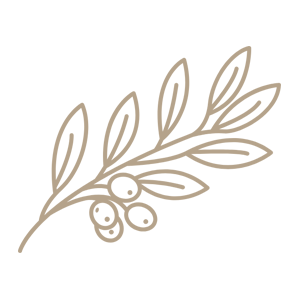 About 2 olivebranch